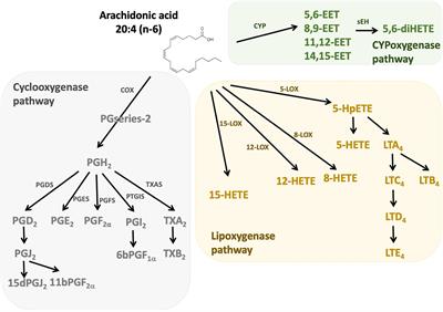 Crosstalk between omega-6 oxylipins and the enteric nervous system: Implications for gut disorders?
